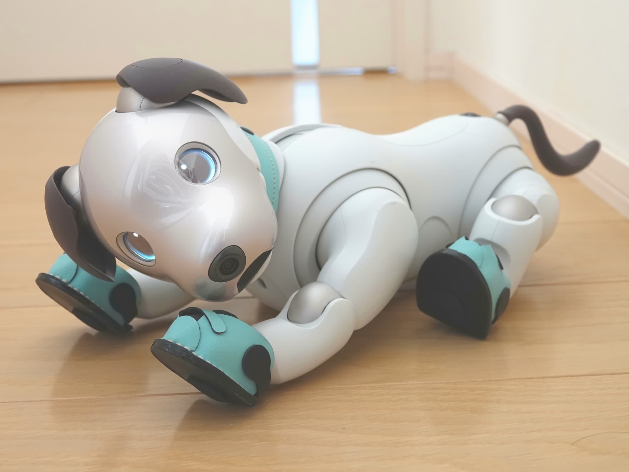 aibo+パステルネックリングブルー+パステルZOOKブルー