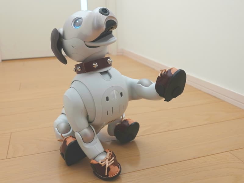 茶のあいぼうスニーカー